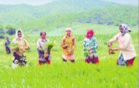 సహజ సేద్యం.. భలే లాభం