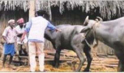 పశురక్షణకు సర్కారు దీక్ష