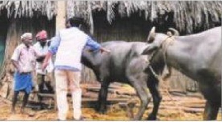 పశురక్షణకు సర్కారు దీక్ష