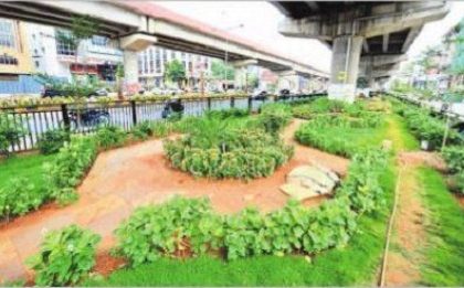 బెజవాడలో  పచ్చందం