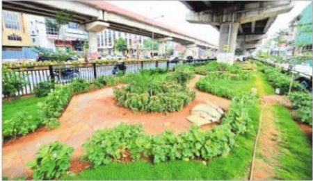 బెజవాడలో  పచ్చందం