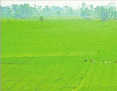 పైరు పరవశం