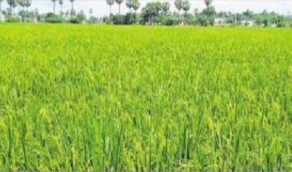 ధాన్యం కొనుగోల్ కు సన్నాహాలు