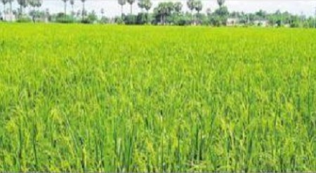 ధాన్యం కొనుగోల్ కు సన్నాహాలు