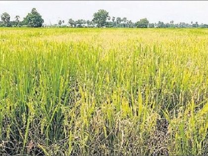 కొనుగోళ్ల పండుగ
