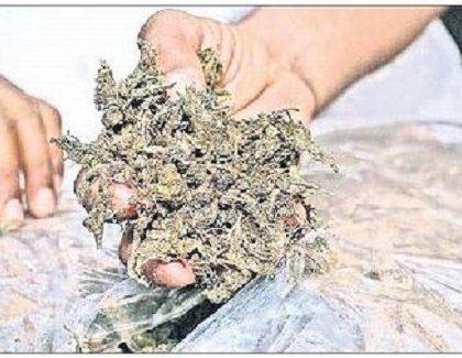 కౌన్సెలింగ్ తో గం'జాయ్' కి చెక్!