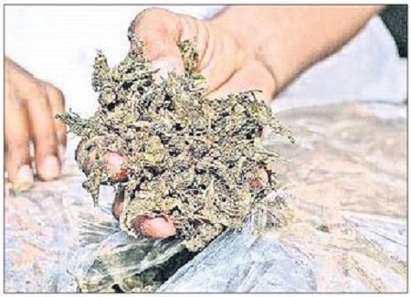 కౌన్సెలింగ్ తో గం'జాయ్' కి చెక్!