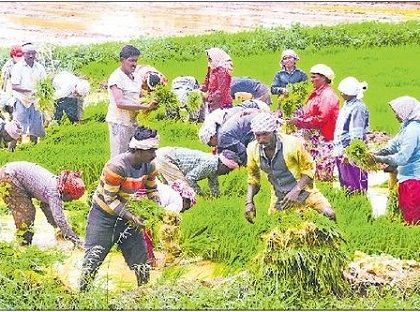 అపరాలు, చిరుధాన్యాలపై గురి
