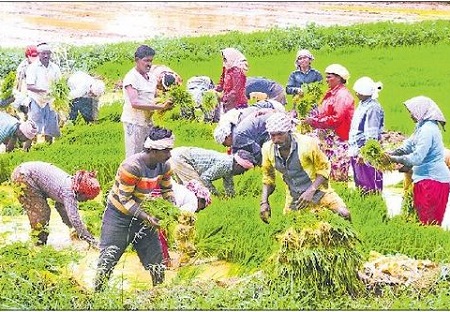 అపరాలు, చిరుధాన్యాలపై గురి