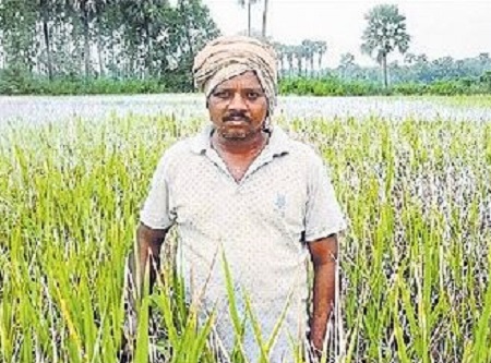 అడవుల్లోనూ ఆహార పంటలు