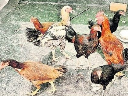 గంపెడు లాభం