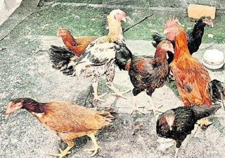 గంపెడు లాభం