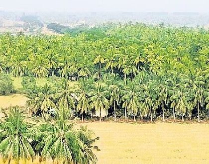 ద్వీపం నిలిచేలా..