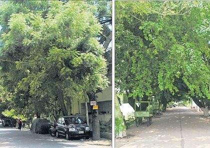 వీధుల్లో.. పచ్చని పులకింత