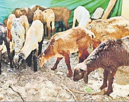 మహిళల జీవితాల్లో నవోదయం