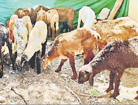 మహిళల జీవితాల్లో నవోదయం