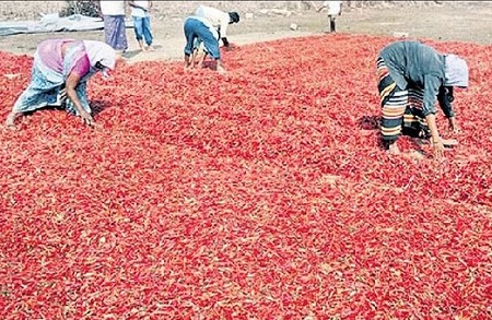 ఎర్ర బంగారానికి మార్కెట్ లో గిరాకీ