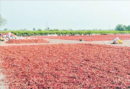 ఎర్ర బంగారంపై మమకారం