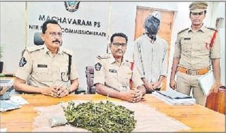 గంజాయి నియంత్రణకు ప్రత్యేక చర్యలు