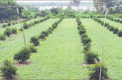 ఉద్యాన పంటలకు ఉపాధి ఊతం