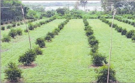ఉద్యాన పంటలకు ఉపాధి ఊతం