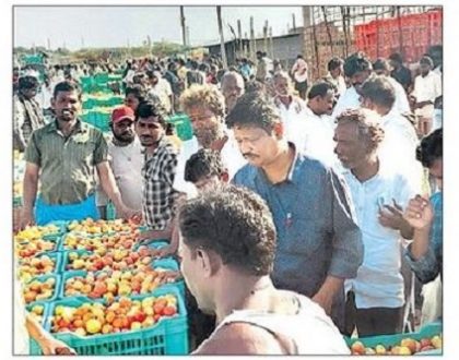 టమాటా రైతుకు బాసట