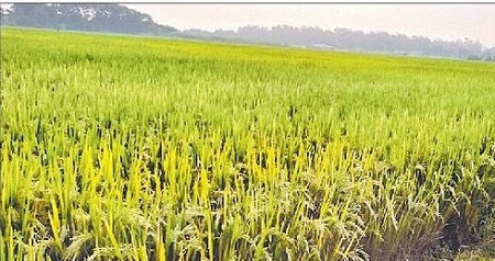లంక రైతులకు పట్టాభిషేకం